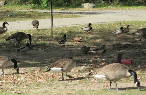 willowbrook park geese staten island greenbelt nyc